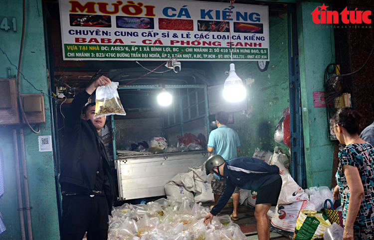 Độc, lạ ở TP Hồ Chí Minh: Khu chợ "có một không hai", khách soi đèn mua cá cảnh từ tờ mờ 4 giờ sáng- Ảnh 13.