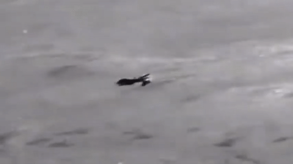 Syria bắn hạ UAV "Đại bàng xám" MQ-1C của Mỹ- Ảnh 14.