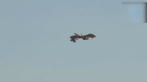 Syria bắn hạ UAV "Đại bàng xám" MQ-1C của Mỹ- Ảnh 6.