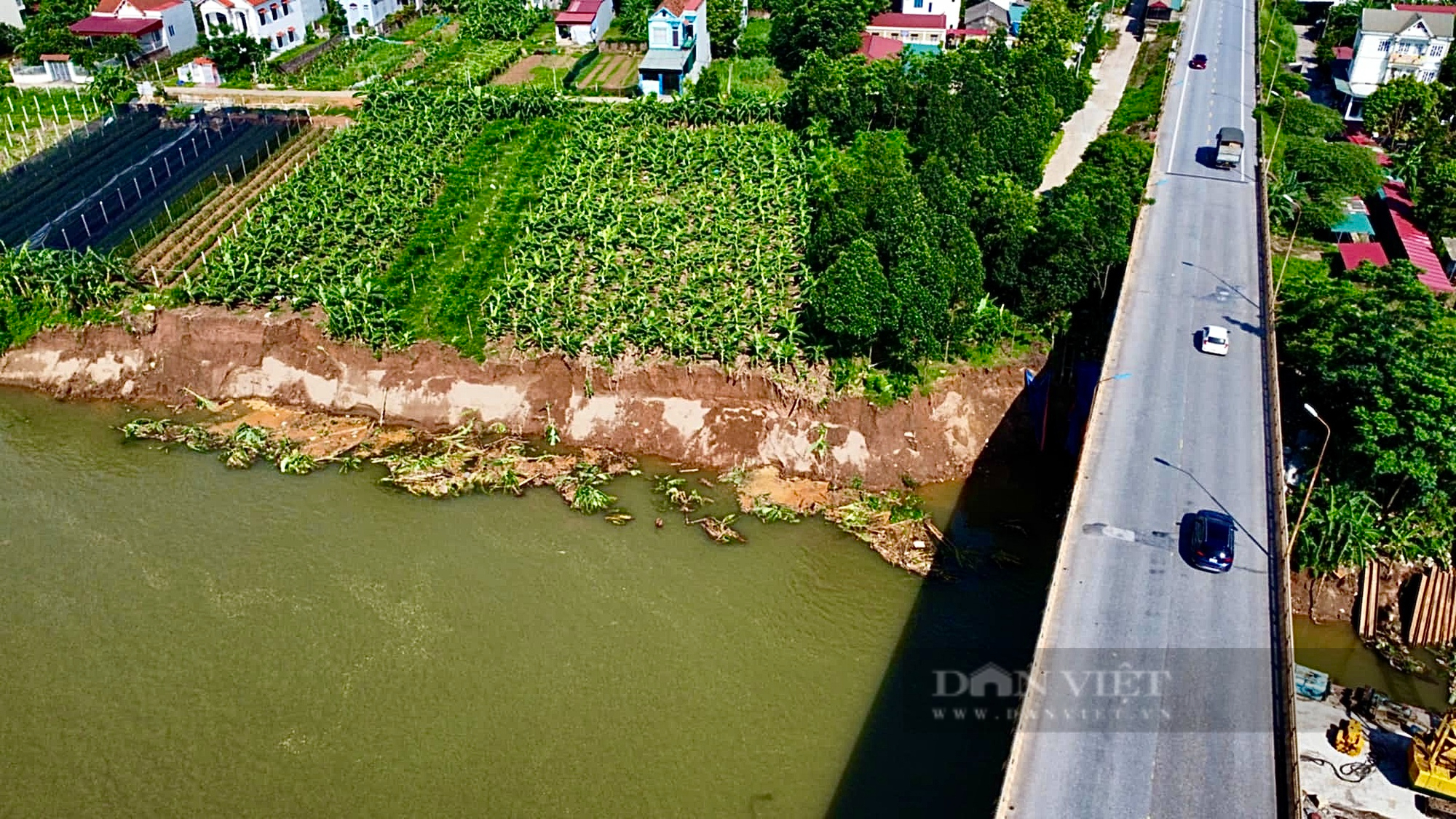 Phú Thọ: Bờ sông Đà sạt lở, người dân bất lực nhìn hàng nghìn gốc hồng, gốc chuối trôi sông- Ảnh 4.