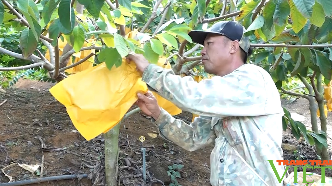 Vườn cây ăn quả trên đất dốc giúp nông dân Yên Châu làm giàu- Ảnh 2.