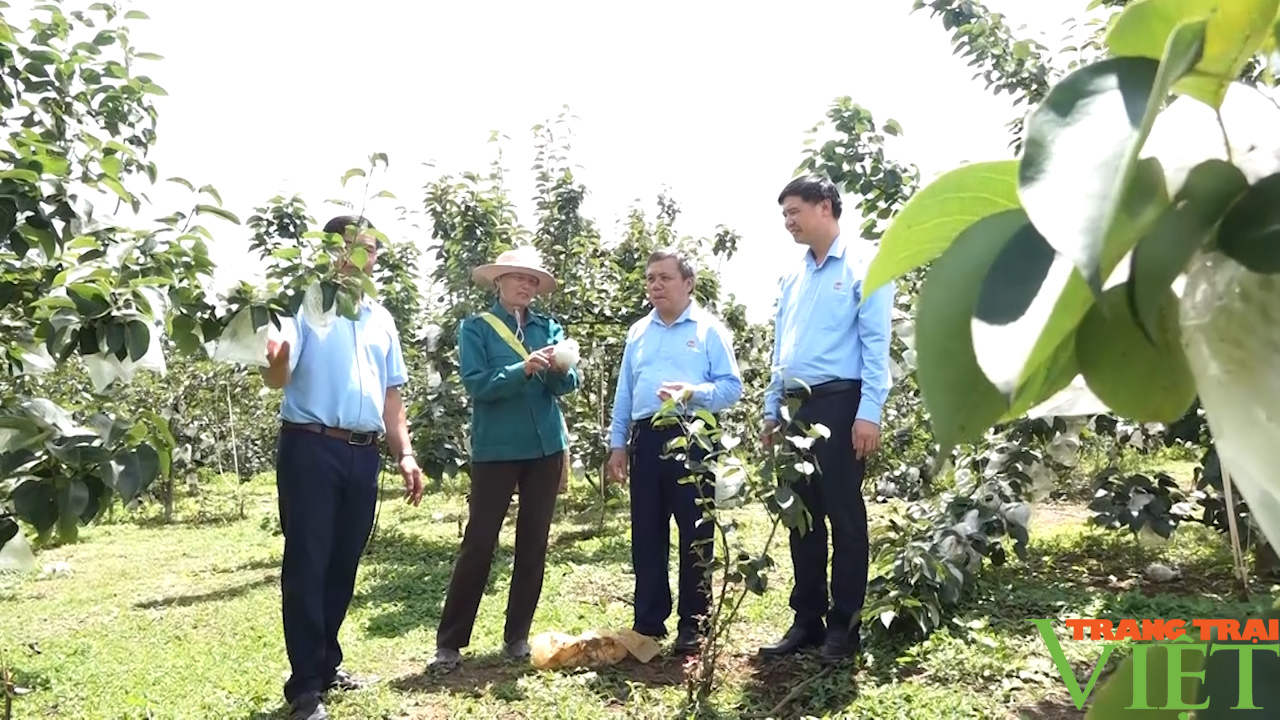 Vườn cây ăn quả trên đất dốc giúp nông dân Yên Châu làm giàu- Ảnh 4.