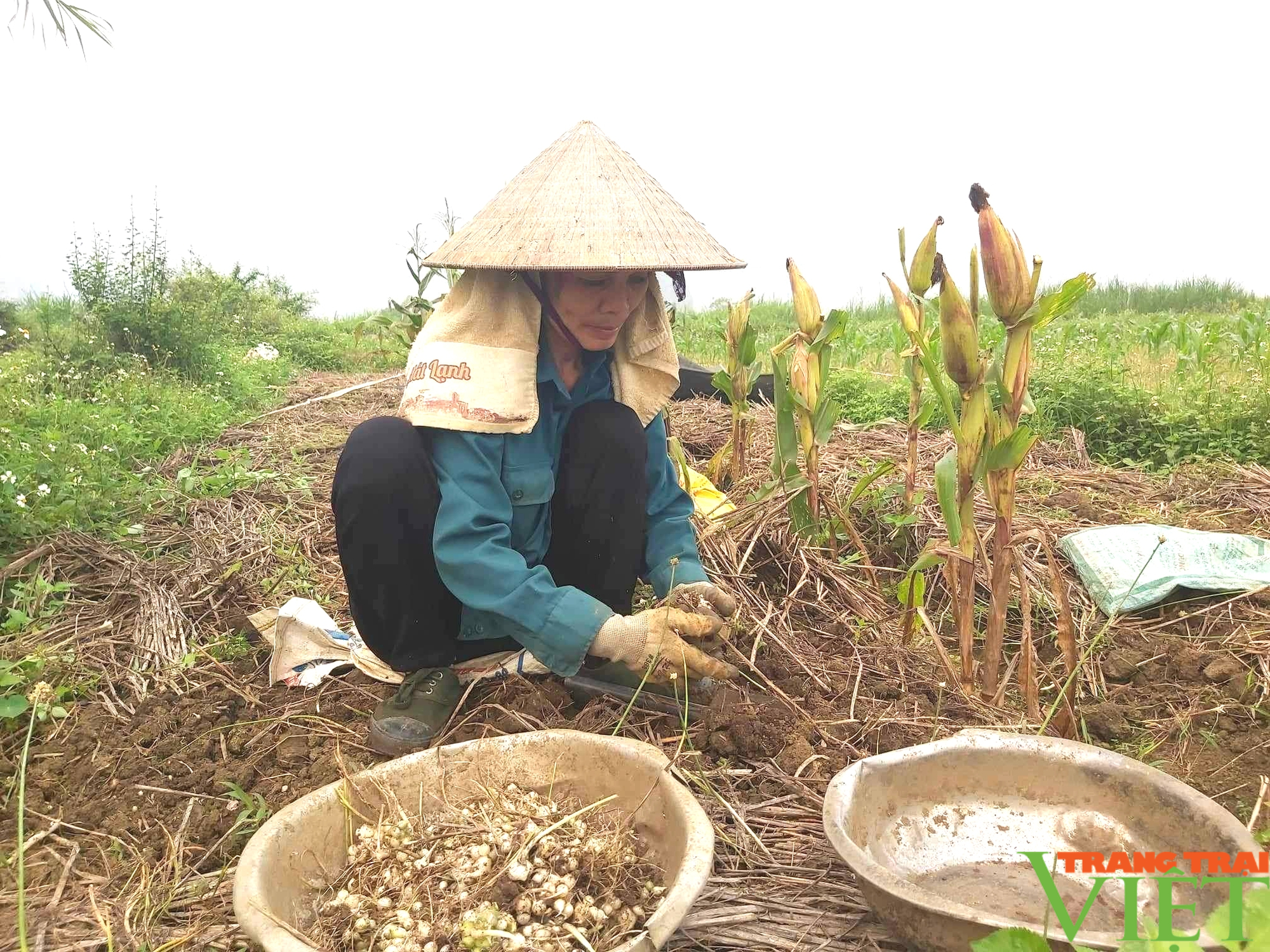 Nỗ lực đưa thương hiệu "Hành tăm muối Yên Thủy” vươn xa- Ảnh 1.