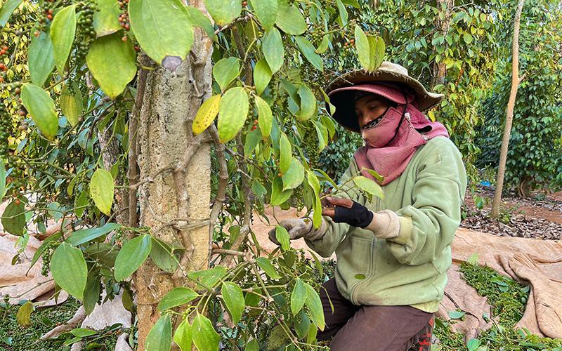 Giá tiêu cao nhất trong vòng 10 năm, nông dân Đắk Lắk 