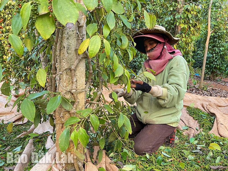 Giá tiêu cao nhất trong vòng 10 năm, nông dân Đắk Lắk "găm" hàng chưa vội bán- Ảnh 1.