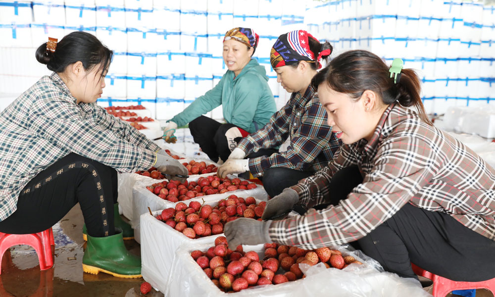 Mất mùa, giá loại trái cây "vàng" của người dân Bắc Giang cao nhất từ trước đến nay- Ảnh 1.