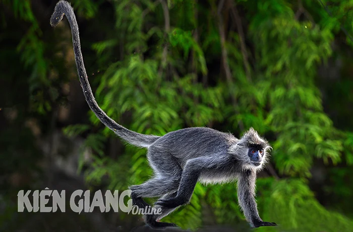 Một loài động vật hoang dã bị đe dọa tuyệt chủng ở Kiên Giang, mưa đầu mùa là nhảy xuống tìm nước uống, thức ăn- Ảnh 1.