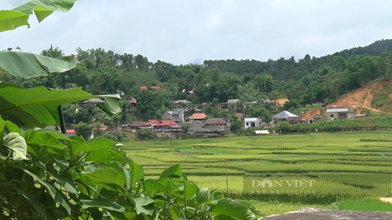 Thứ cây đặc sản "hở một tí là thơm" này đang giúp dân một xã ở Sơn La tăng thu nhập thấy rõ- Ảnh 1.