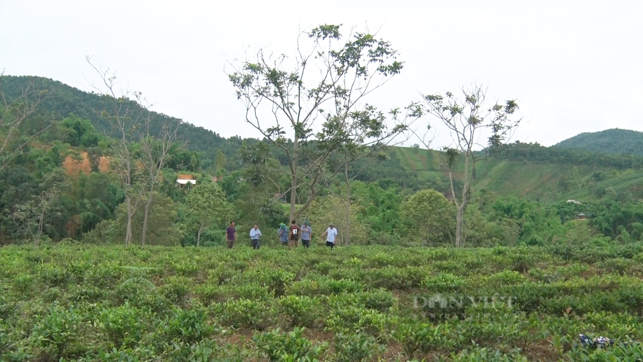 Thứ cây đặc sản "hở một tí là thơm" này đang giúp dân một xã ở Sơn La tăng thu nhập thấy rõ- Ảnh 7.