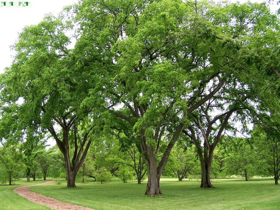 Người xưa nói: "Trồng cây du trong nhà, ma quỷ không đến gần, tiền lăn vào cửa"- Ảnh 14.