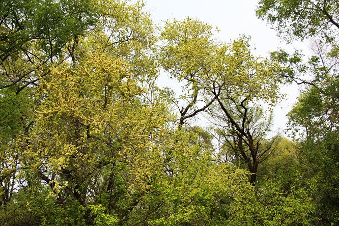 Người xưa nói: "Trồng cây du trong nhà, ma quỷ không đến gần, tiền lăn vào cửa"- Ảnh 13.