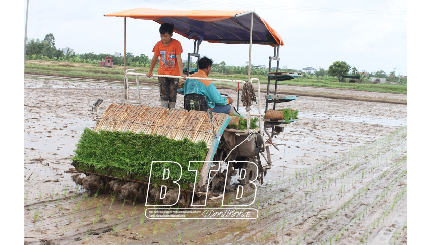 150 cỗ máy đổ bộ, những cánh đồng ở một huyện của tỉnh Thái Bình ngay lập tức được phủ xanh mạ non- Ảnh 1.