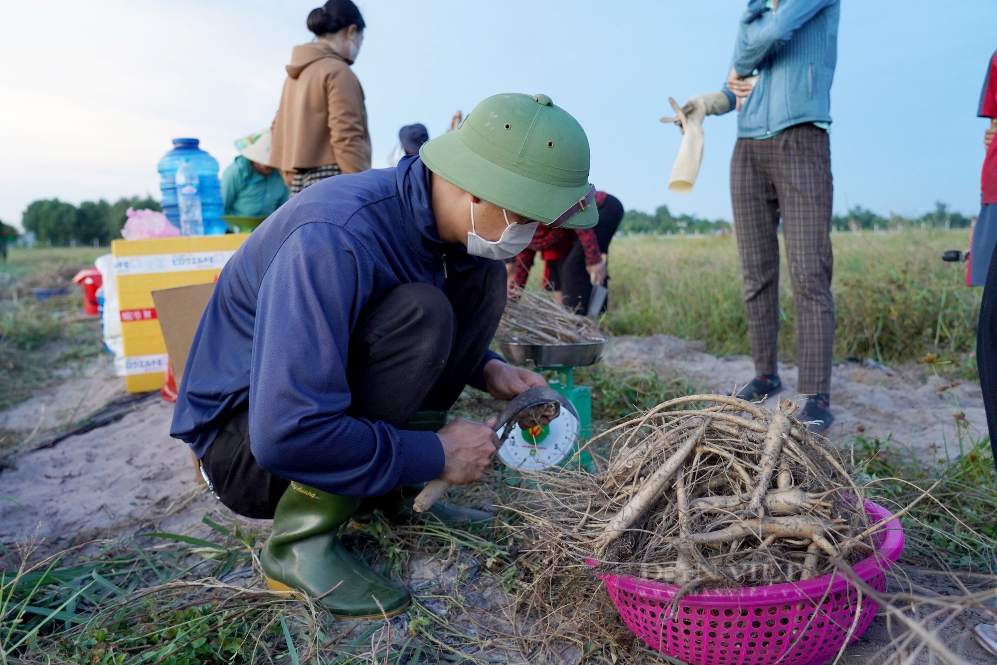 Tiếc đất bỏ hoang, anh nông dân Hà Tĩnh liều trồng sâm Bố Chính, sâm tiến vua, ai ngờ lãi 700 triệu- Ảnh 7.