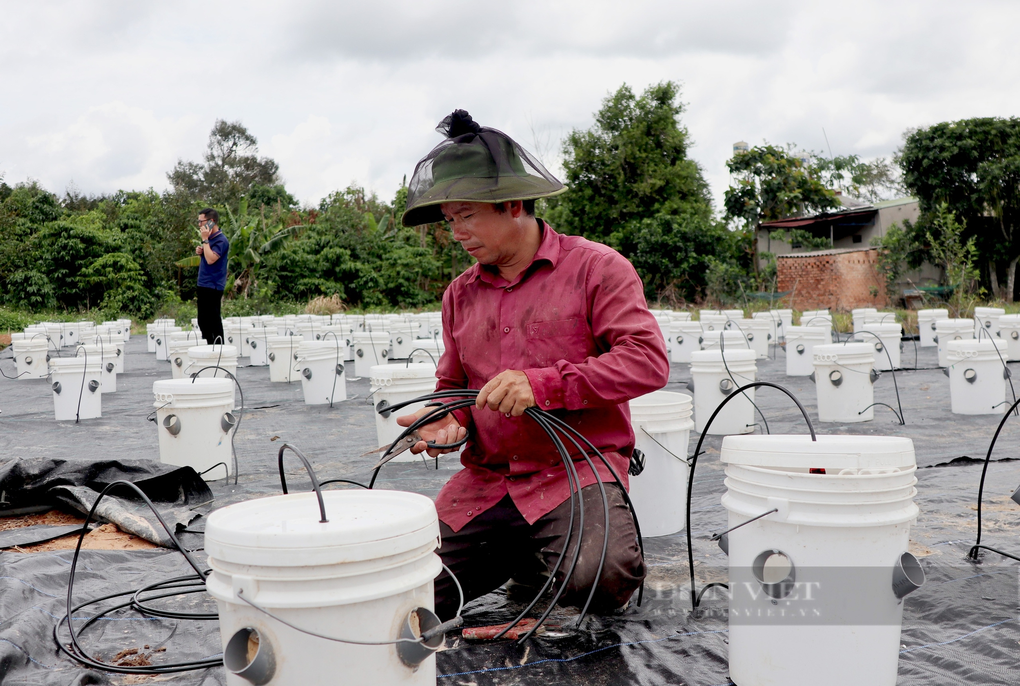 Trồng rau khí canh kiểu lạ ở Lâm Đồng, phải bắc thang hái, anh nông dân tự trả lương cao- Ảnh 9.