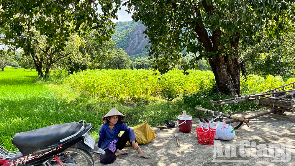 Ở vùng Bảy Núi của An Giang mọc la liệt cây trâm dại thấp tè đã ra trái quá trời, là trái đặc sản- Ảnh 10.