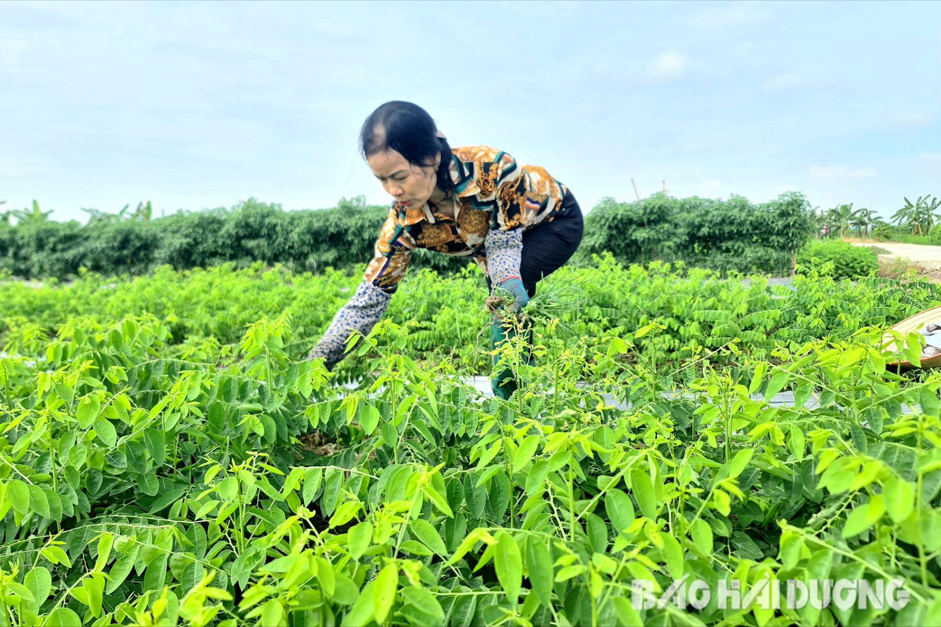 Trồng rau ngót ở Hải Dương, ăn ngọt như nước ninh xương, cứ cắt là bán hết veo, cả làng giàu lên- Ảnh 3.