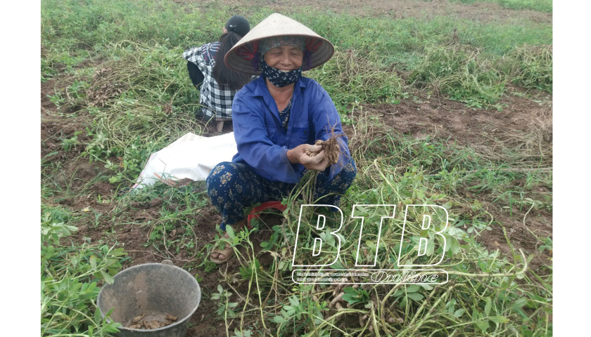 Trồng loài cây "giấu" quả xuống đất để lớn, nông dân một xã của Thái Bình lãi to, cứ mỗi sào có 5 triệu- Ảnh 1.