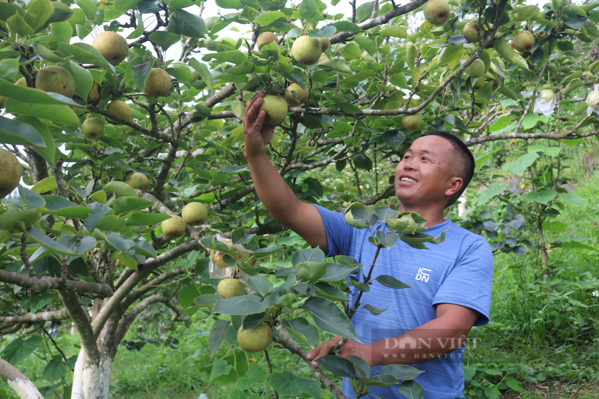 Anh nông dân Lào Cai trồng lê kiểu gì mà cây thấp tè đã ra trái treo la liệt, hễ bán là hết sạch?- Ảnh 3.