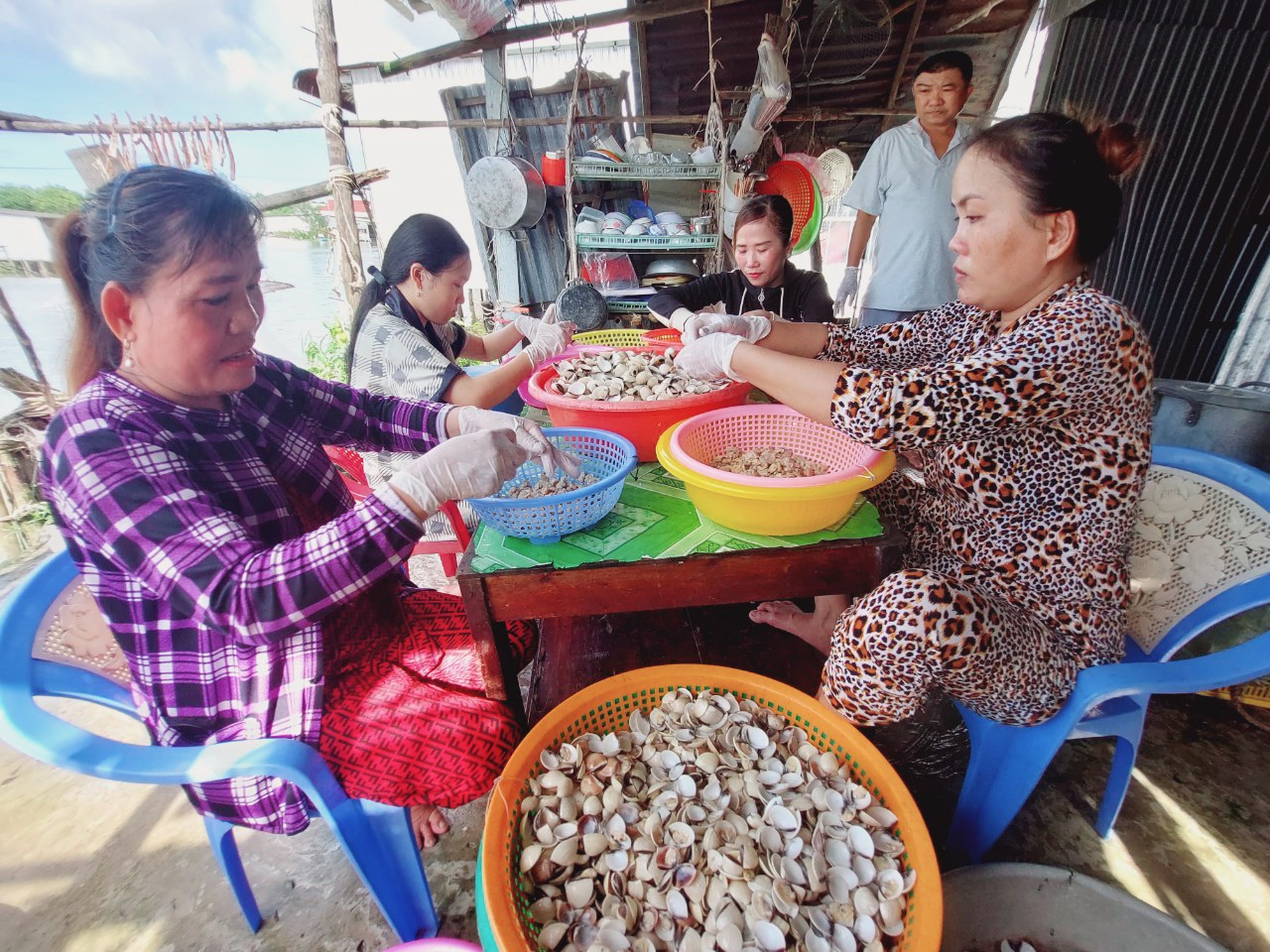 Dân Cà Mau nuôi nghêu thành công, bán tươi giá bình dân, làm khô nghêu kiểu này bán giá nhà giàu- Ảnh 1.