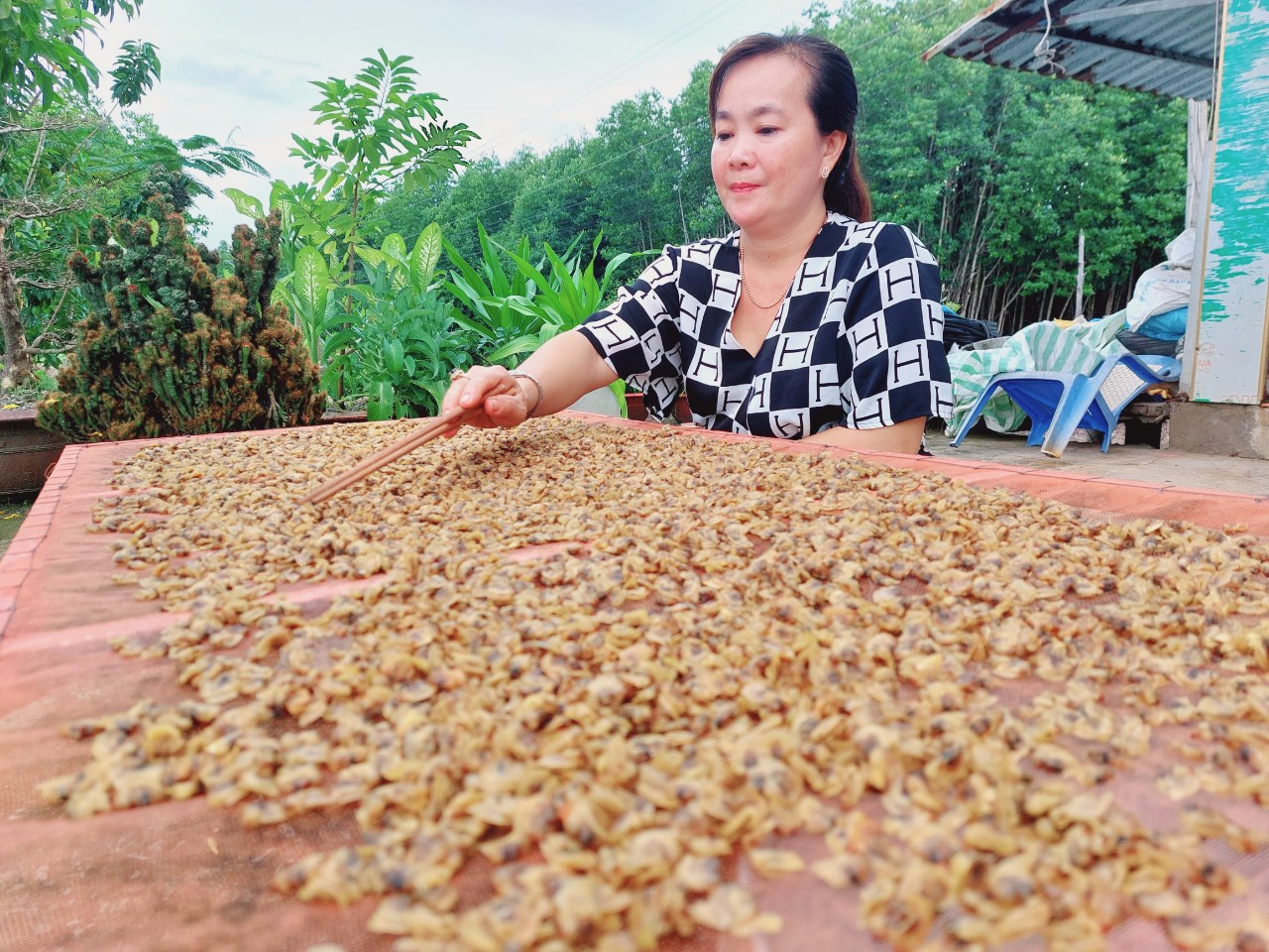 Dân Cà Mau nuôi nghêu thành công, bán tươi giá bình dân, làm khô nghêu kiểu này bán giá nhà giàu- Ảnh 4.