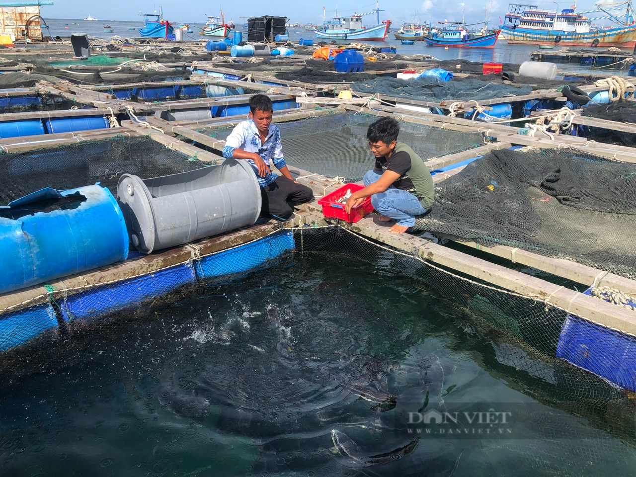 Bình Thuận xử phạt 2 thuyền trưởng và 2 tàu đánh cá ở Kiên Giang gần 200 triệu đồng- Ảnh 2.