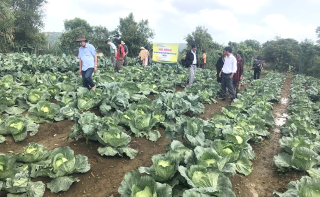 Giữa vùng đất nắng gió Quảng Ngãi có một thảo nguyên bao la, dân đang trồng la liệt rau xứ lạnh- Ảnh 1.