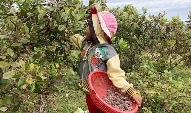 Giữa vùng đất nắng gió Quảng Ngãi có một thảo nguyên bao la, dân đang trồng la liệt rau xứ lạnh- Ảnh 9.