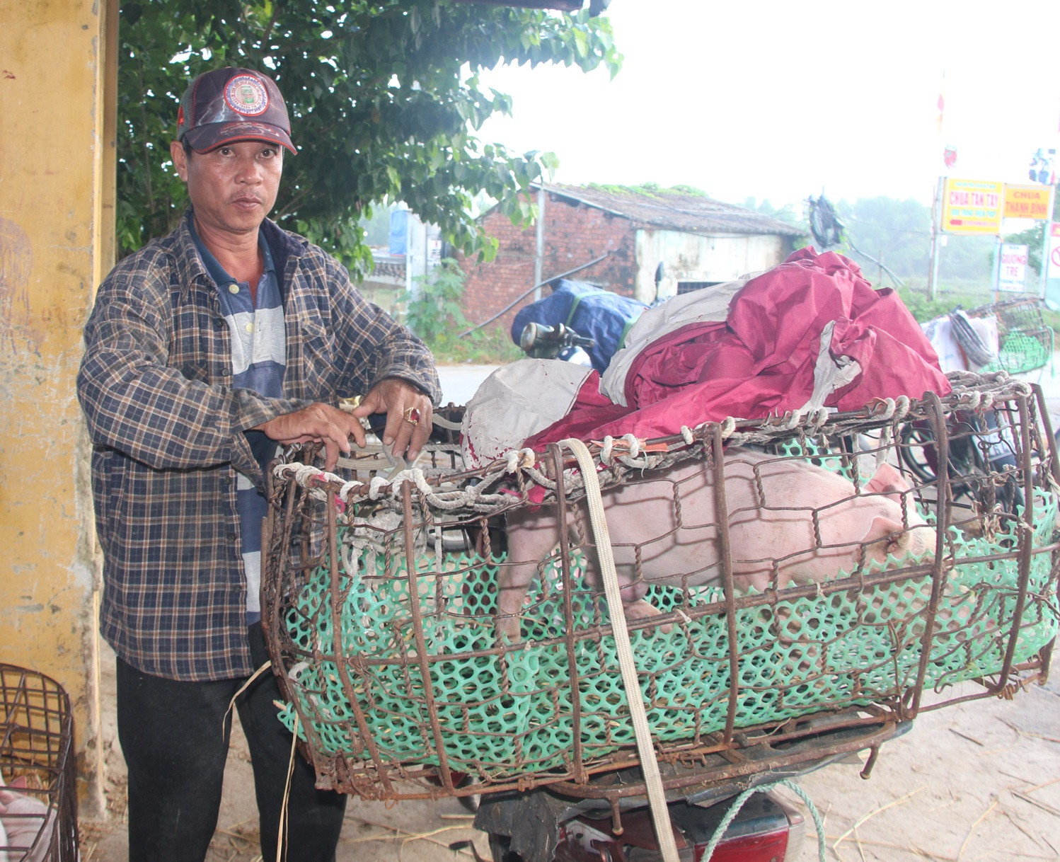 Một ngôi chợ đặc biệt ở Quảng Nam, bán heo theo kiểu rất lạ đời chẳng giống ở đâu, đó là bồng heo để bán- Ảnh 2.