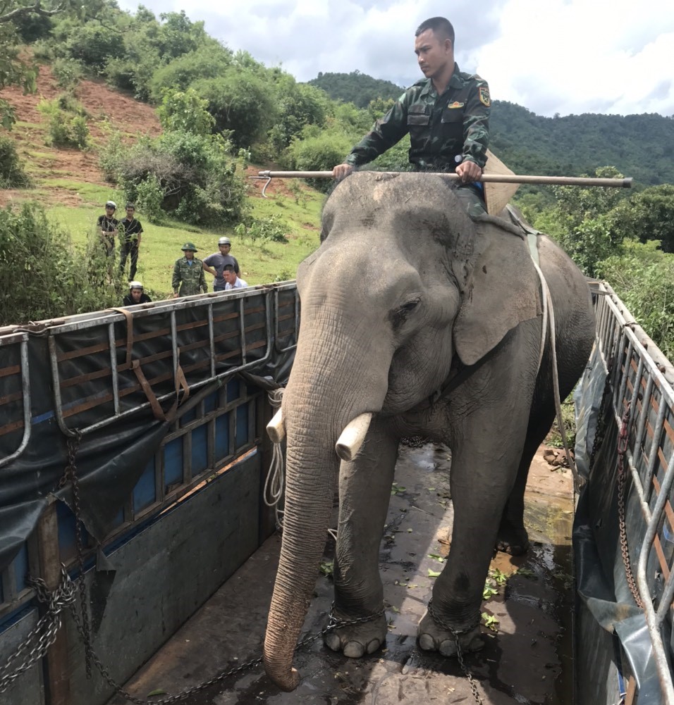 Một người dân Đắk Lắk bàn giao con voi-con động vật khổng lồ cho ngành chức năng nuôi bảo tồn- Ảnh 1.