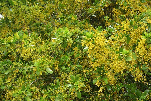 Cây cảnh dân dã, hoa vàng ươm, li ti như hạt kê, thơm tựa hoa lan, giúp giữ nhà, thu hút may mắn, tài lộc- Ảnh 5.