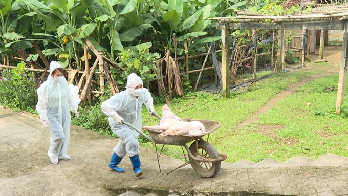 "Bão" Dịch tả lợn châu Phi quét qua: Nhiều địa phương không còn con lợn nào- Ảnh 1.