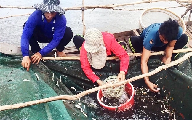 An Giang là tỉnh đầu nguồn 2 dòng sông nổi tiếng, vẫn còn mùa nước nổi, sao mùa cá hội cứ mất dần?