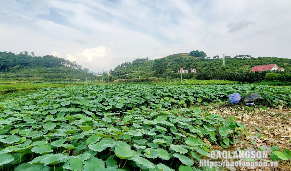 Củ sen là vựa chất chống oxy hóa, ở Hàn Quốc quý như sâm, giúp nông dân Lạng Sơn khá giả- Ảnh 1.