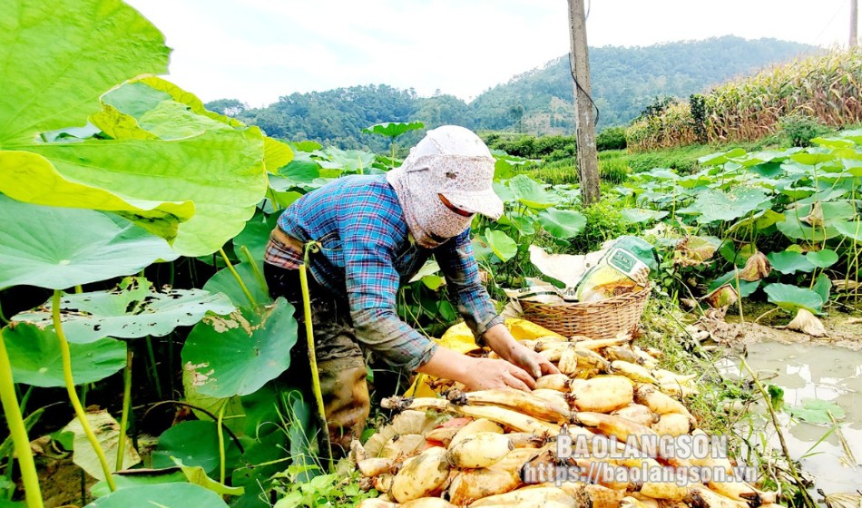 Củ sen là vựa chất chống oxy hóa, ở Hàn Quốc quý như sâm, giúp nông dân Lạng Sơn khá giả- Ảnh 6.