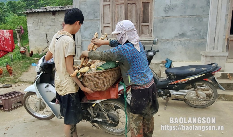 Củ sen là vựa chất chống oxy hóa, ở Hàn Quốc quý như sâm, giúp nông dân Lạng Sơn khá giả- Ảnh 8.