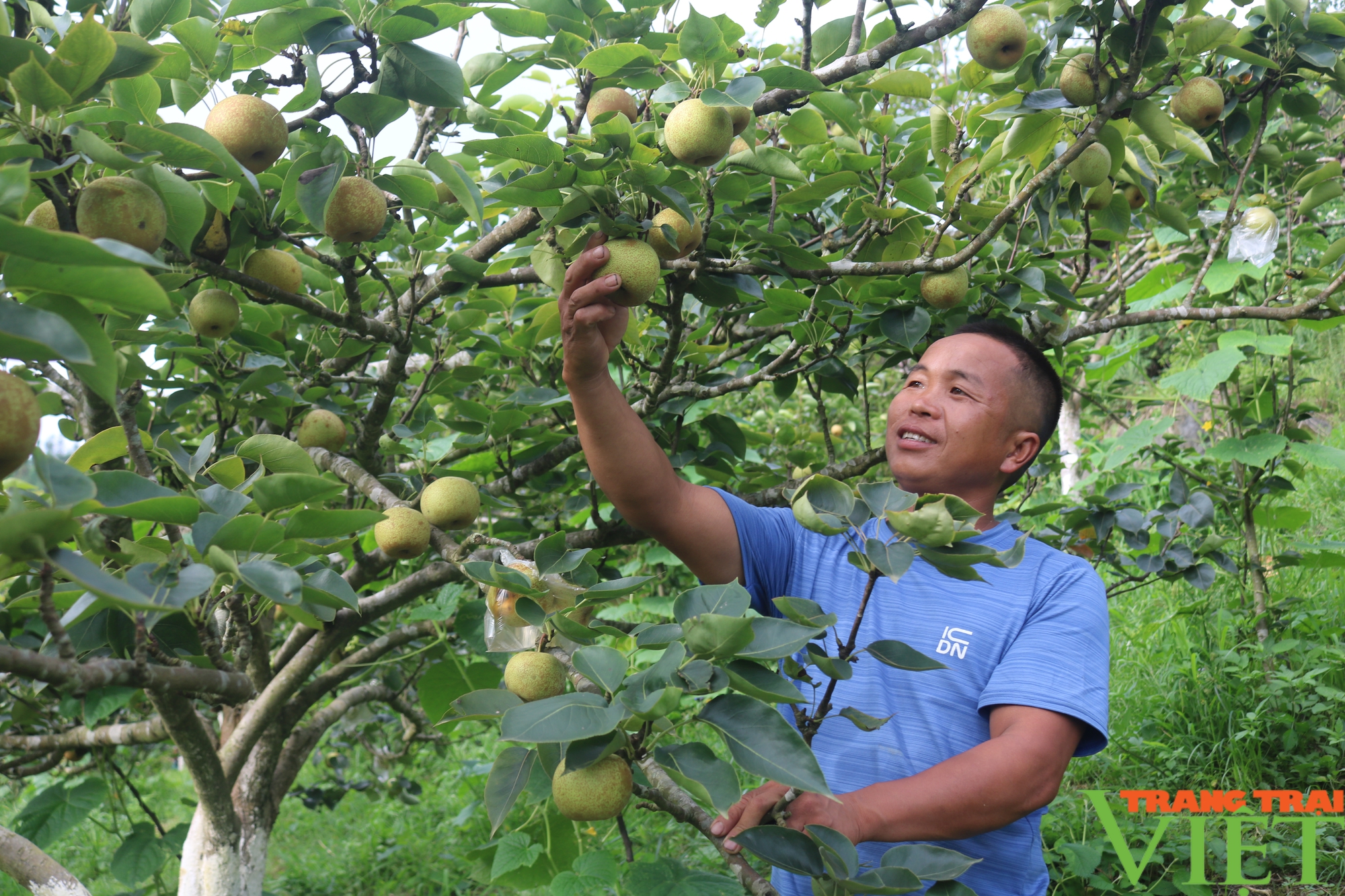 Lào Cai: Điều tra, đánh giá, bình xét hộ "Nông dân sản xuất kinh doanh giỏi"- Ảnh 1.