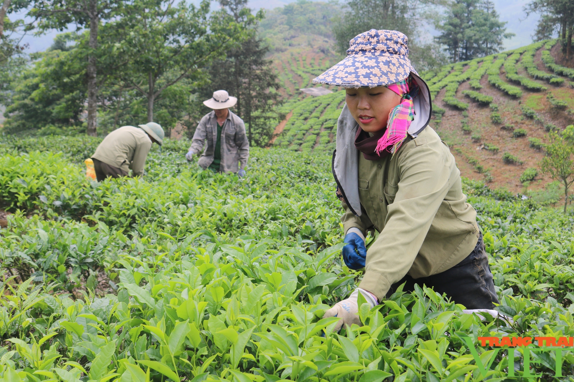 Lào Cai: Điều tra, đánh giá, bình xét hộ "Nông dân sản xuất kinh doanh giỏi"- Ảnh 2.