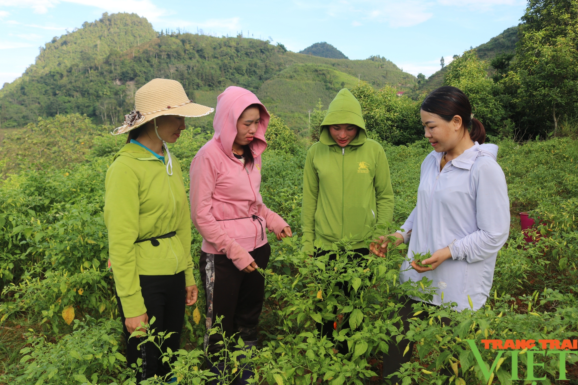 Lào Cai: Điều tra, đánh giá, bình xét hộ "Nông dân sản xuất kinh doanh giỏi"- Ảnh 3.