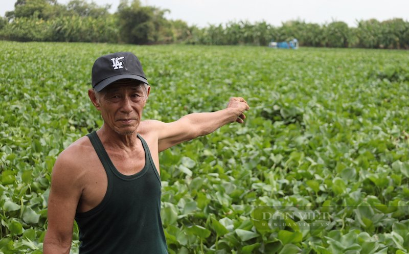 Người dân bất lực không thể đi ghe thuyền sang bên kia sông chăm sóc ruộng vườn. Ảnh: Nguyên Vỹ