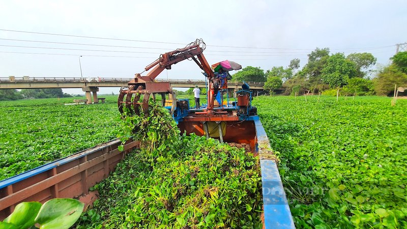 Phương tiện cơ giới tham gia trục vớt lục bình trên sông. Ảnh: Nguyên Vỹ