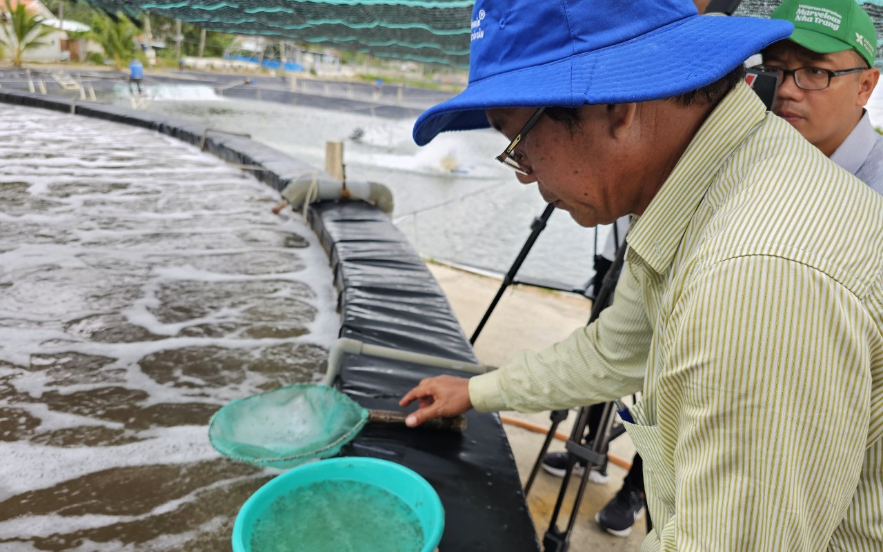 Đây là công nghệ nuôi tôm thẻ chân trắng giảm chi phí đang ứng dụng thành công ở Khánh Hòa