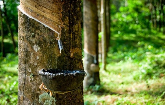 Tập đoàn Công nghiệp Cao su Việt Nam: Dư địa lớn cho xuất khẩu nguyên liệu cao su- Ảnh 1.