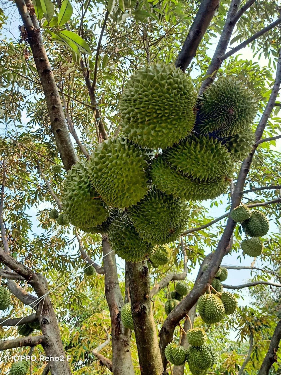 Trồng sầu riêng thành vườn cây tiền tỷ, xã này ở Bà Rịa-Vũng Tàu cắt trái đặc sản to bự bán giá hời- Ảnh 2.