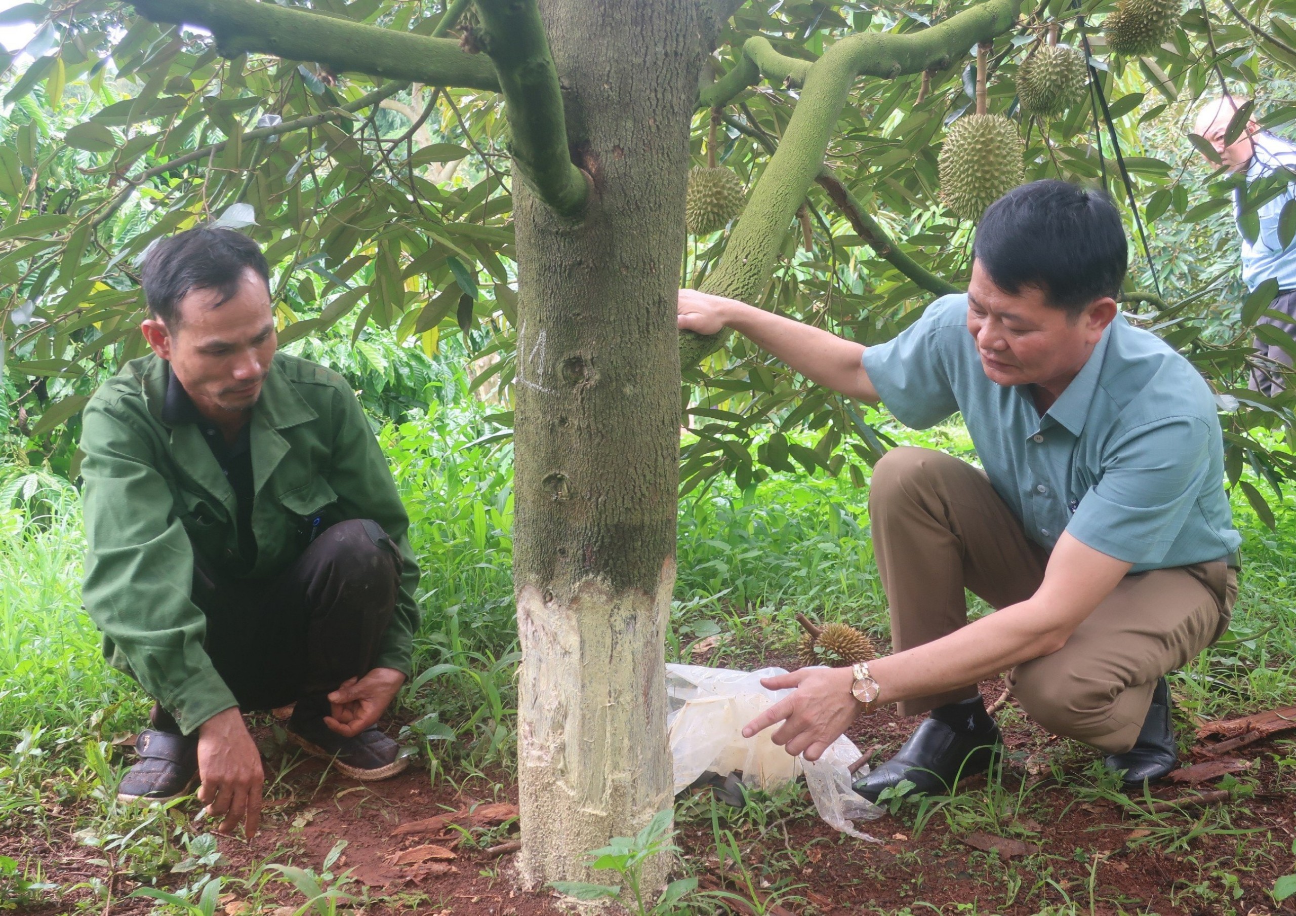 Nhìn hàng loạt gốc sầu riêng đang cho trái bị phá hoại không thương tiếc, chủ vườn ở Đắk Lắk ngất lịm - Ảnh 1.