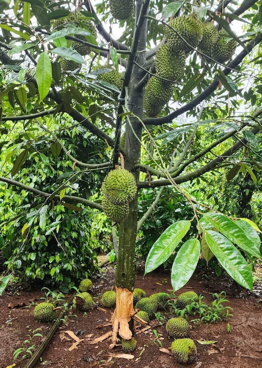 Đáng báo động về nạn phá hoại vườn sầu riêng ở Đắk Lắk, nhà vườn sắp cầm được "vàng" thì rơi- Ảnh 1.