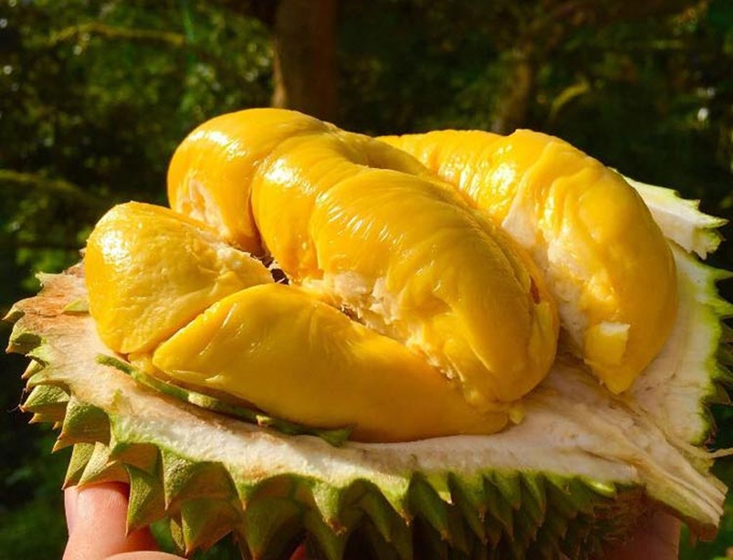 Trước khi rớt giá thê thảm, sầu riêng Musang King đắt cỡ nào?- Ảnh 9.