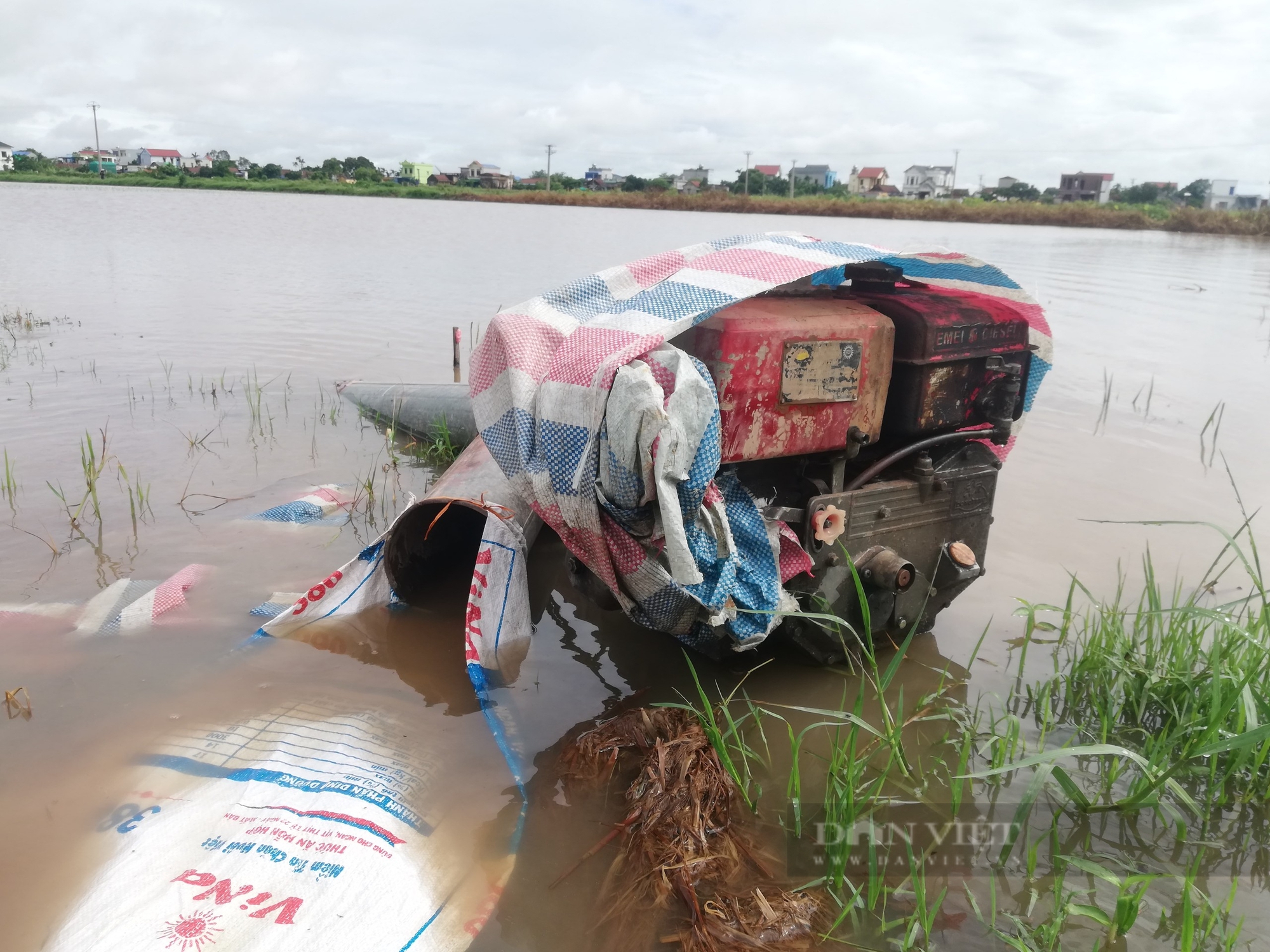 Mưa lớn kéo dài, máy bơm nước bất lực, lúa mùa mới cấy ngập sâu, nông dân miền Bắc thiệt hại nặng- Ảnh 3.