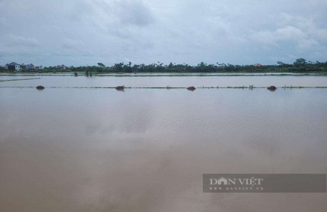 Mưa lớn kéo dài, máy bơm nước bất lực, lúa mùa mới cấy ngập sâu, nông dân miền Bắc thiệt hại nặng- Ảnh 4.