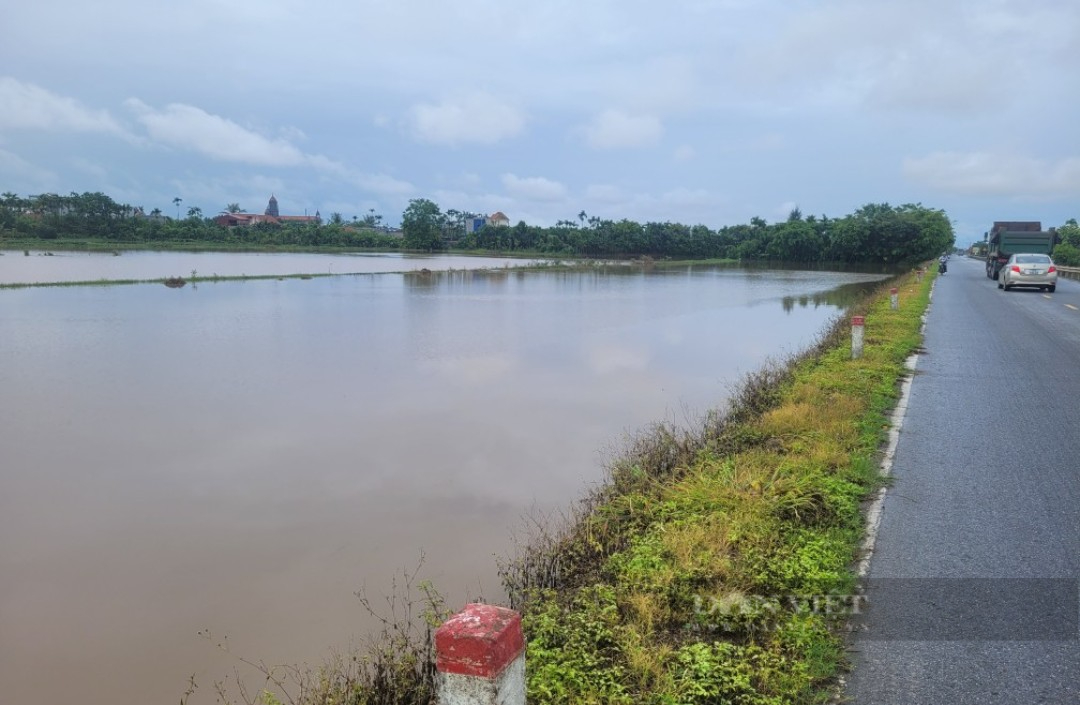 Mưa lớn gây ngập úng lúa mùa: Nhiều hợp tác xã thiệt hại tiền tỷ, dân "ngậm đắng" dùng lúa ăn để cấy lại- Ảnh 1.