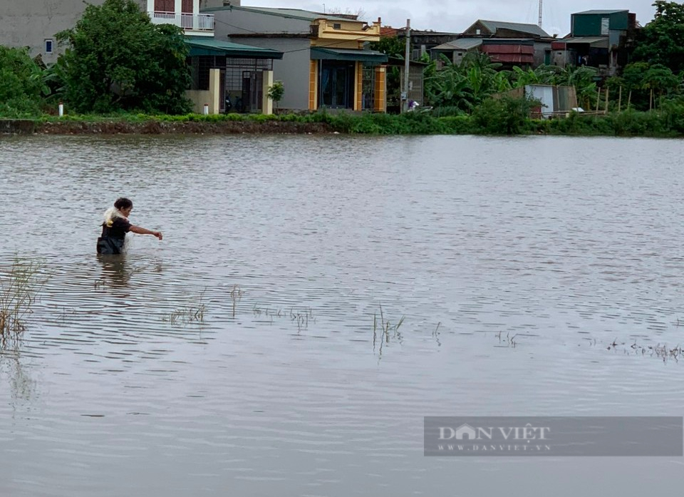 Mưa lớn gây ngập úng lúa mùa: Nhiều hợp tác xã thiệt hại tiền tỷ, dân "ngậm đắng" dùng lúa ăn để cấy lại- Ảnh 2.